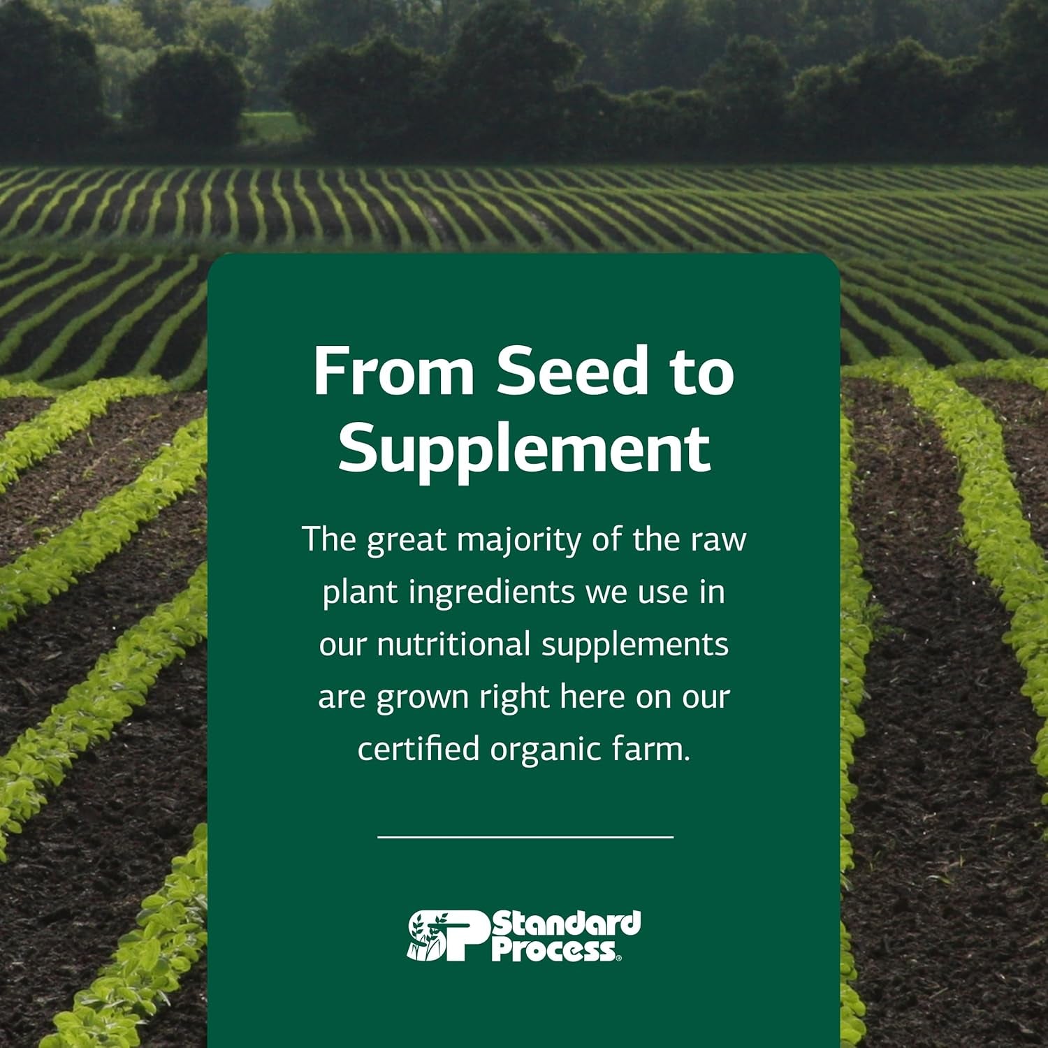 Standard Process Cyruta - Healthy Metabolic Process & Circulation Support Supplement - Healthy Heart Supplement with Organic Buckwheat Flour & Bovine Adrenal Cytosol Extract - 90 Tablets