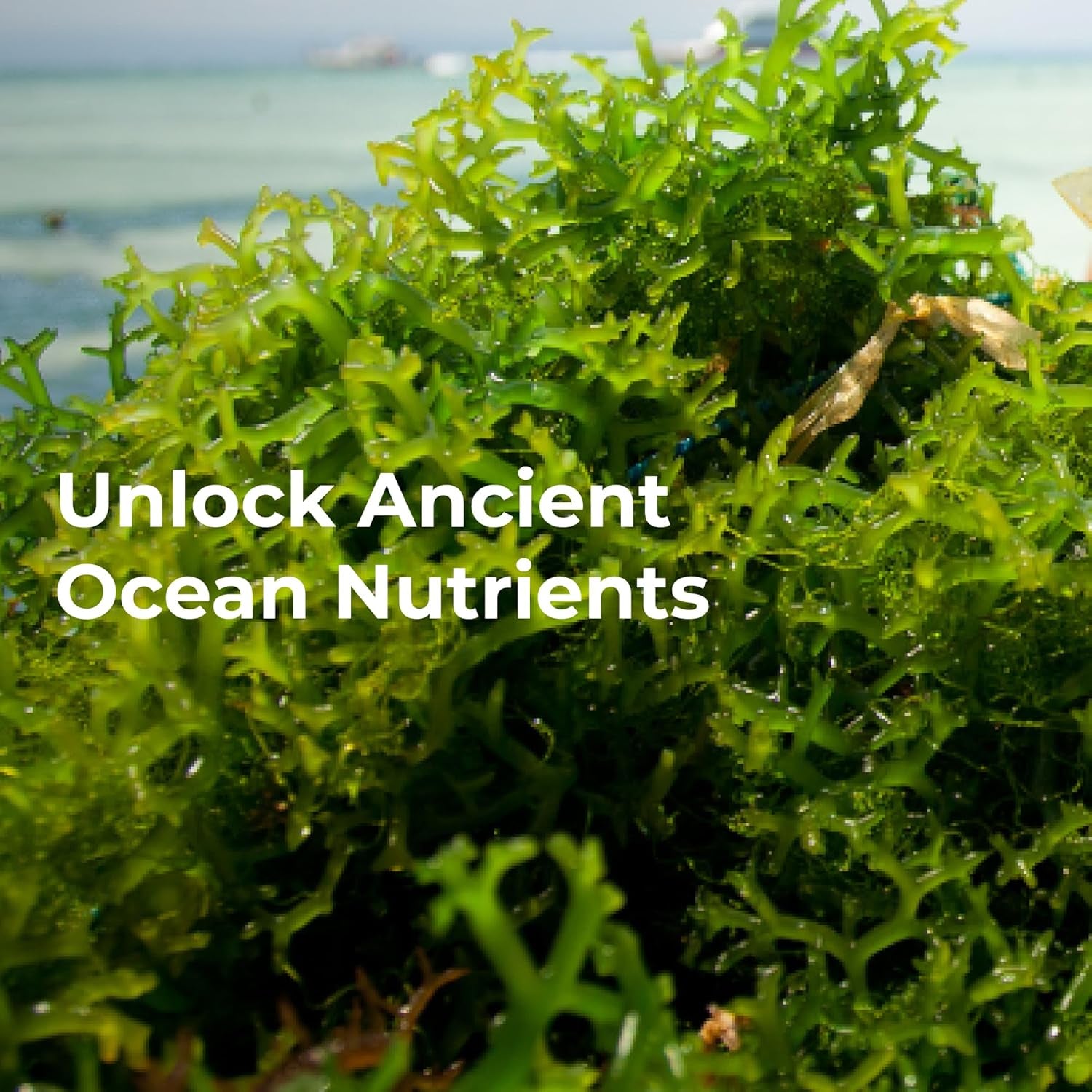 Youngevity Ultimate Ocean'S Gold – Supports Thyroid Health, Heart Function, and Hormone Balance with Ocean-Derived Nutrients - 60 Tablets (Pack of 1)