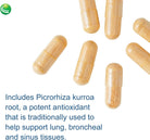 Nutra Biogenesis Pulmonary Factors - NAC & Boswellia Extract Capsules, Digestive Cleanse Support and Joint Comfort for Adults - 90 Veggie Capsules